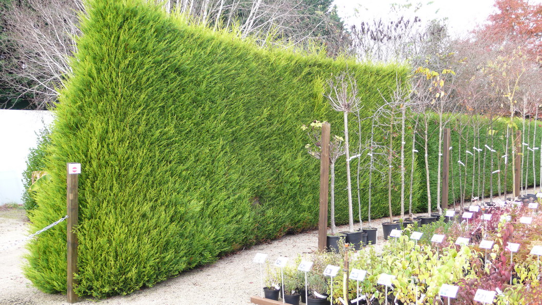 CUPRESSOCYPARIS leylandii Castlwelland Gold